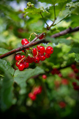 Red currant on the bush – macro shot #9