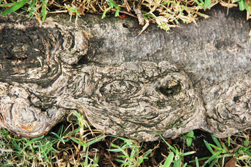 Raíz gruesa y vieja de árbol. Acercamiento.