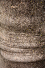 Textura tronco de arbol