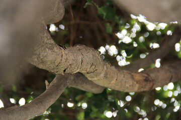Ramas de árbol