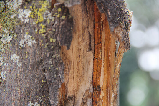 Tronco de &aacute;rbol que ha sido despojado de su corteza
