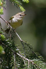 Greenish Warbler