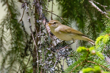 Greenish Warbler