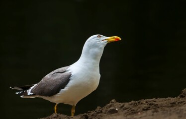 Obraz premium Seagull on Sandy Shore