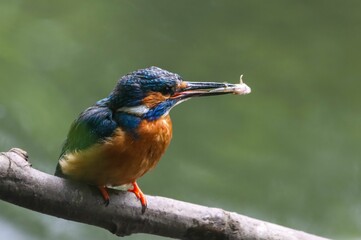 Kingfisher with Catch on Branch