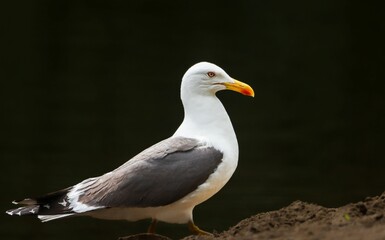 Seagull on Sandy Shore