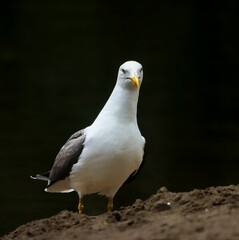 Seagull close-up on sandy surface with dark background.