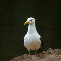 Fototapeta premium Close-up of a seagull standing on sandy ground.