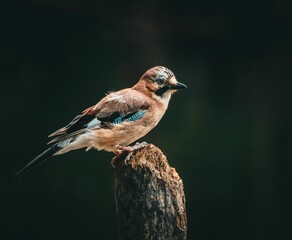 Eurasian jay on a tree stump with dark background.