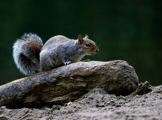Squirrel on a Log in Nature