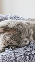 Gray Scottish fold cat sleeping on soft gray blanket, peaceful indoor setting