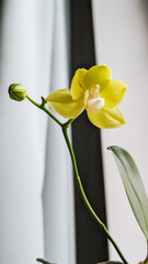 Yellow orchid flower with bud. Elegant plant against soft background