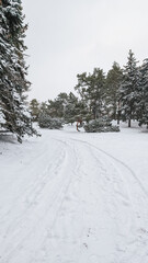 Snowy path through forest with trees, winter setting, tranquil scene