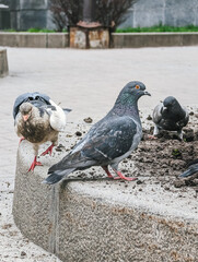 Pigeons feeding on ground, urban setting, scavenging for food