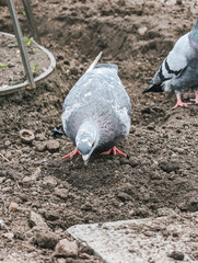Pigeon foraging in soil with dirt, close up, natural habitat