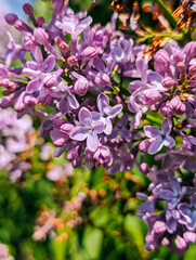 Lilac flowers blooming outdoors under sunlight, close-up view highlighting petals and leaves