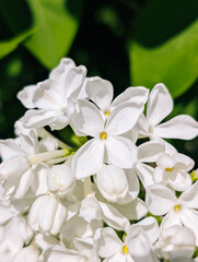 White lilac flowers, delicate petals, vibrant greenery in background