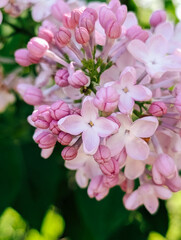 Pink lilac flowers blooming in spring, close-up view with fresh green leaves