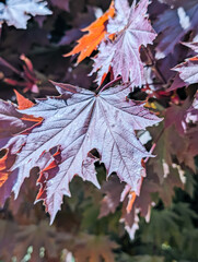 Colorful autumn leaves on tree branches, close-up view. Vibrant foliage in sunlight