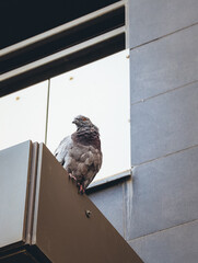 Pigeon perched on balcony ledge, urban setting