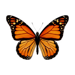 Fototapeta premium 3D Butterfly – Realistic Wings Spread – Transparent PNG Clipart