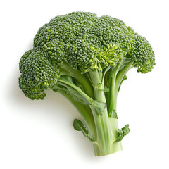 Fresh green broccoli floret with stalk and leaves isolated on white background