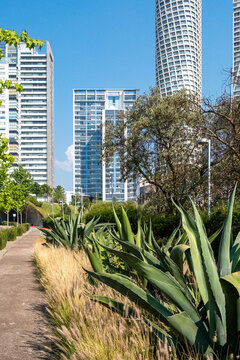 Urban vegetation blending with modern skyscrapers in Santa Fe, seen from a sandy path in La Mexicana Park, Mexico City, symbolizing nature coexisting with development
