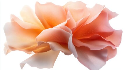 A stunning close-up of blooming pink and orange flowers, showcasing the delicate petal textures and the soft gradient of colors that create a serene and vibrant atmosphere.