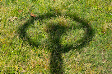 The shadow of a fire hydrant on the green grass