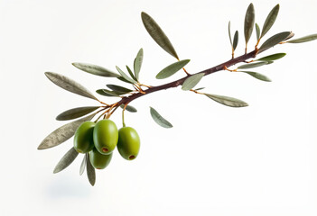 Elegant olive branch with fresh green olives isolated on a white background.