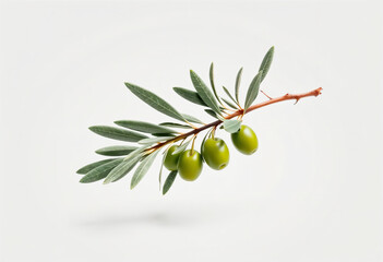 Fresh olive branch with green olives isolated on a white background, symbolizing peace and nature.