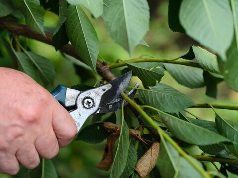 Garden shears in man hands being used to cut branch of a tree.