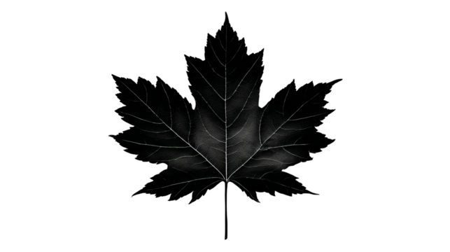 A Singular Autumn Leaf: A detailed studio shot of a single black maple leaf, the striking silhouette against the backdrop, capturing the elegance of the season and a sense of peaceful solitude.