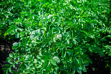 Fresh green potato plant with blooming flower in summer garden