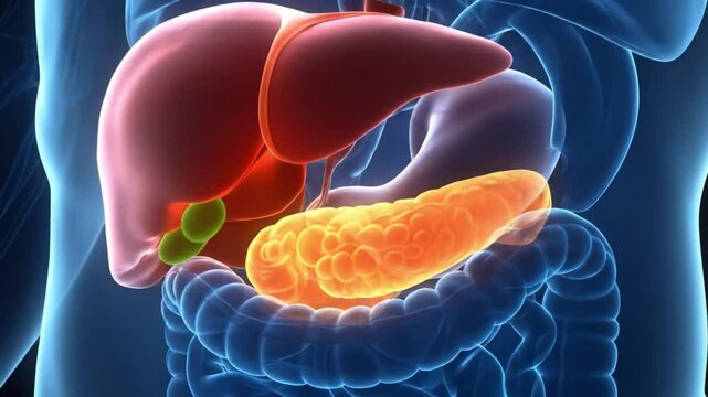 3D Render of Human Digestive System Showing Liver, Pancreas, and Intestines