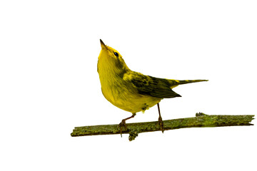 Wilson's Warbler (Cardellina pusilla) Photo, Perched on a Transparent, Isolated PNG Background