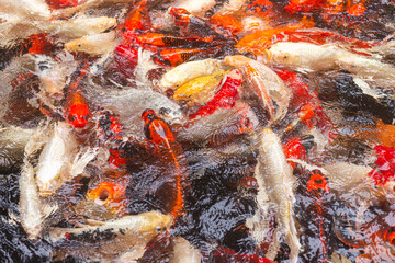 Colorful koi fish swimming in a pond, creating dynamic water ripples with vibrant red, white, yellow, and orange patterns.