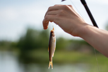 Male hand holding caught roach fish on a hook. River fishing. Sunny day outdoor on water natural...