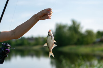 Male hand holding caught bream fish on a hook. River fishing. Sunny day outdoor on water natural...