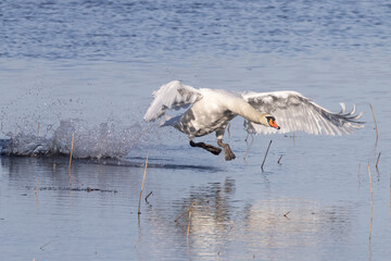 Mute swan