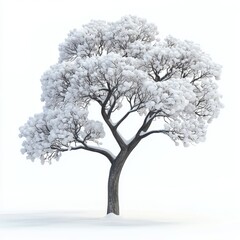 Fototapeta premium Tree with snowy branches, isolated on white background