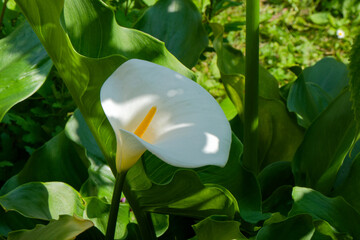 Belle fleur blanche de l'Arum.