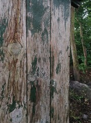 Fototapeta premium old green plank wall with forest edge view
