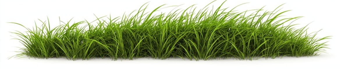 Fototapeta premium Wind-blown grass strip with individual blades visible, isolated on white background