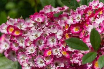 Obraz premium Pink-White Flowers. A shrub with numerous small pink-white flowers that glow in the sunlight. The colors are vibrant and rich in contrast.