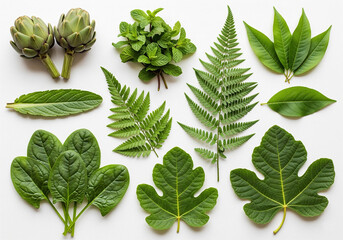 Créer le Vert : L'Art de la Teinture Naturelle