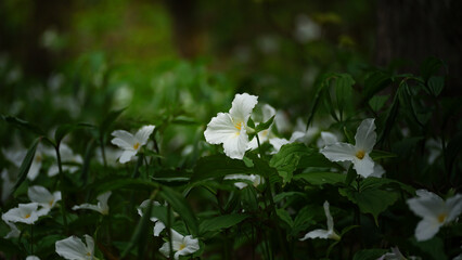Ontario Trillium grows towards the light
