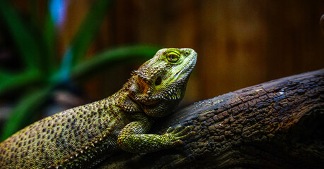 Close up of a lizard looking upwards