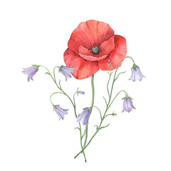 Hand-painted watercolor floral bouquet with red poppy and bellflowers. Wildflower composition perfect for wedding designs, greeting and invitational cards, packaging. Isolated on a white background.
