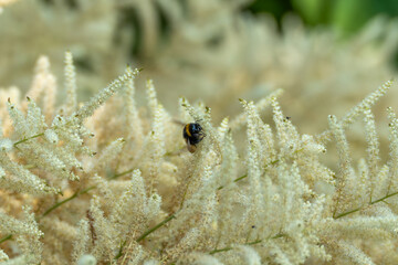 A bumblebee sits on the delicate white flower spikes of a perennial. The scene shows a harmonious...